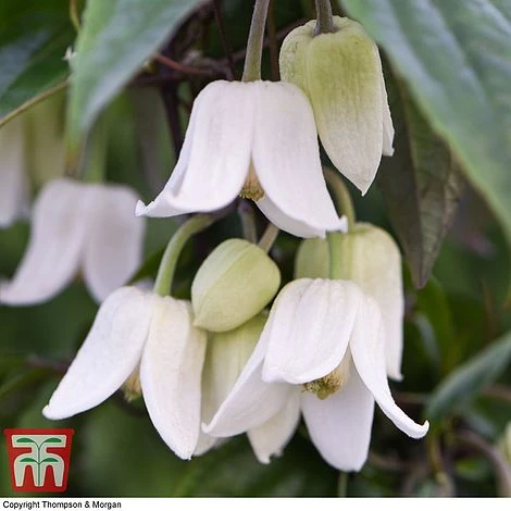 Clematis Urophylla 'Winter Beauty' - Image 3