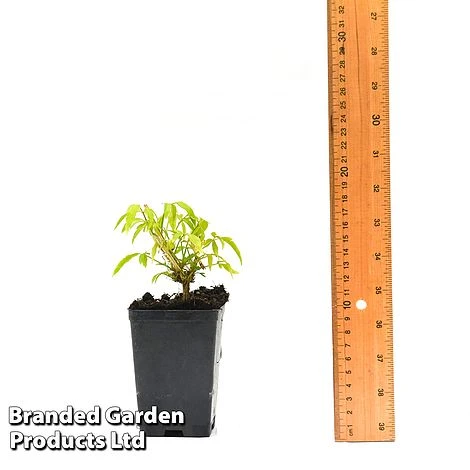 Clematis Napaulensis - Image 6