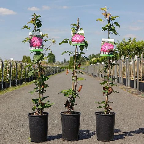 Clematis 'Red Passion' - Image 2