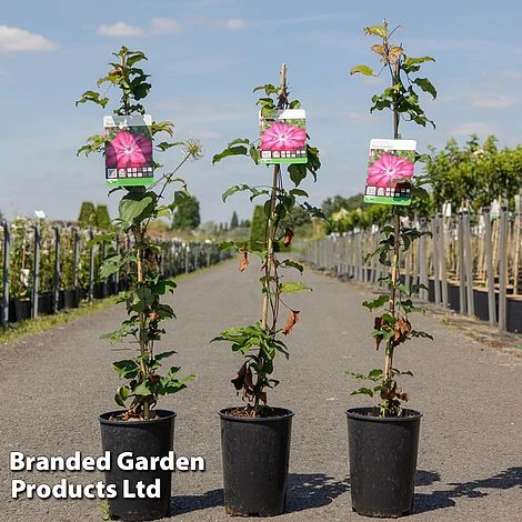 Clematis 'Red Passion'