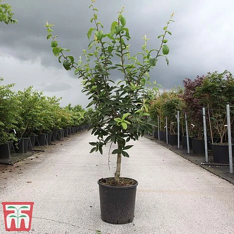 Common Medlar - Image 2