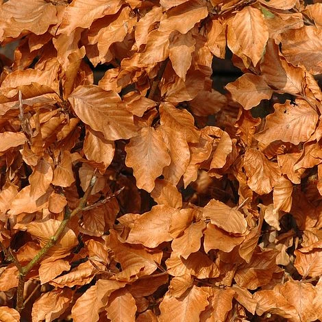 Copper Beech (Hedging) - Image 3