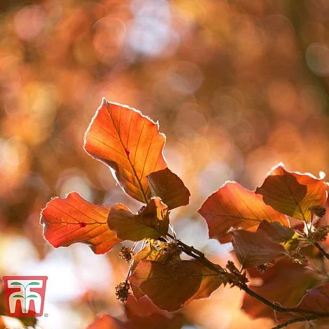 Copper Beech (Hedging) - Image 4