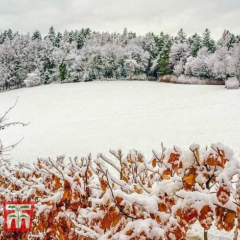 Copper Beech (Hedging) - Image 5