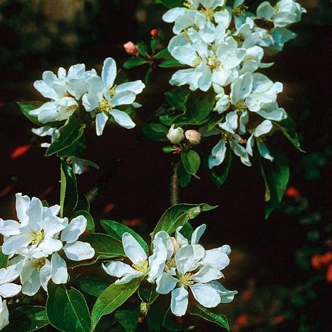 Crab Apple 'John Downie' - Image 2