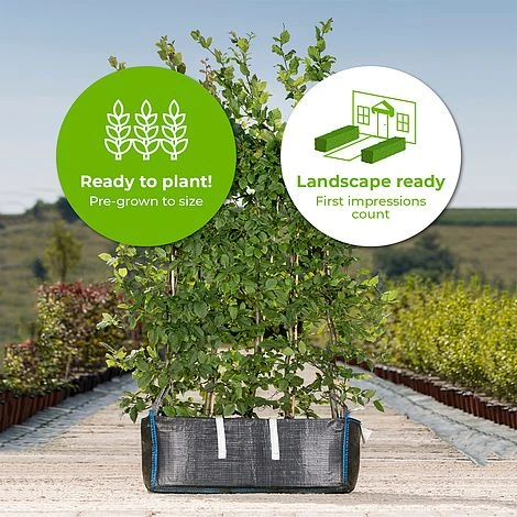 Hornbeam Ready Bag Instant Hedge 1m (pre-grown) - Image 2