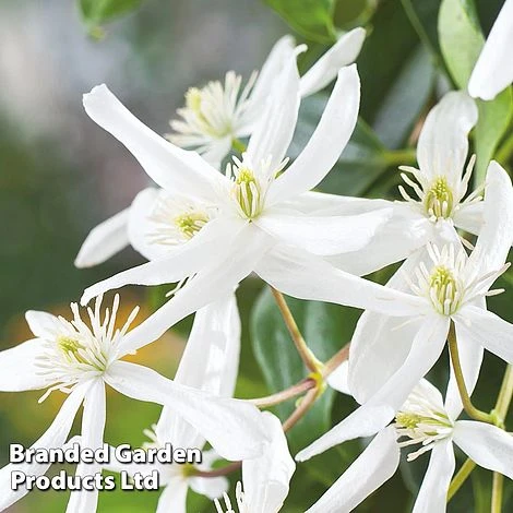 Clematis Armandii 'Snowdrift' - Image 2