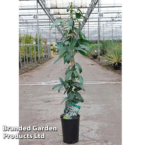 Clematis Armandii 'Snowdrift' - Image 3