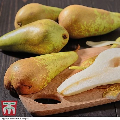 Premium Patio Standard Collection - Image 5