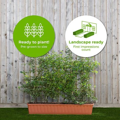 Hawthorn Instant Trough Hedge 1m (pre-grown) - Image 2