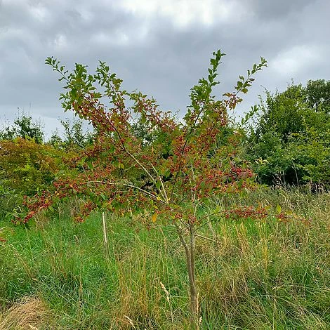 Spindle (Euonymus Europaeus) Grown By Cotswold Trees - Image 2