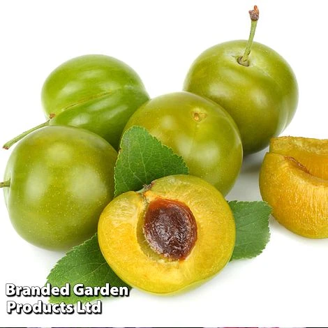 Gage 'Reine Claude Doree' - Image 2