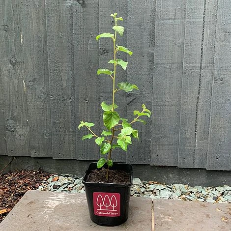 Downy Birch Tree (Betula Pubescens) Grown By Cotswold Trees - Image 2