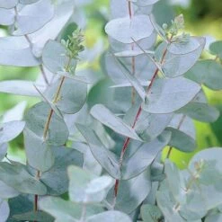 Eucalyptus Gunnii