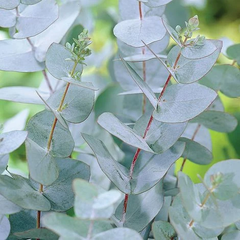 Eucalyptus Gunnii
