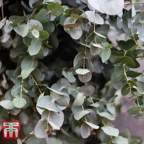 Eucalyptus Gunnii - Image 3