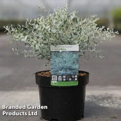 Eucalyptus Gunnii 'France Bleu'