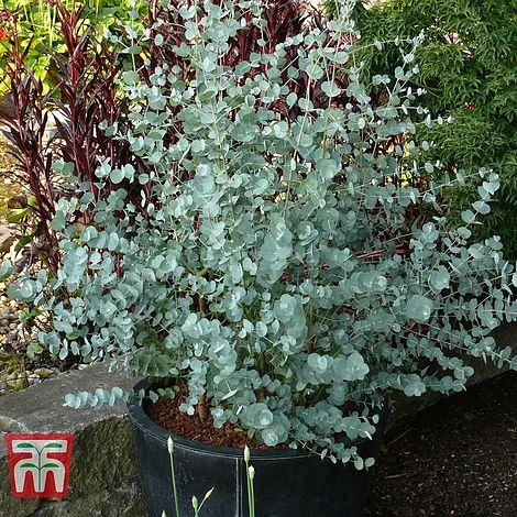 Eucalyptus Gunnii 'Azura' - Image 3