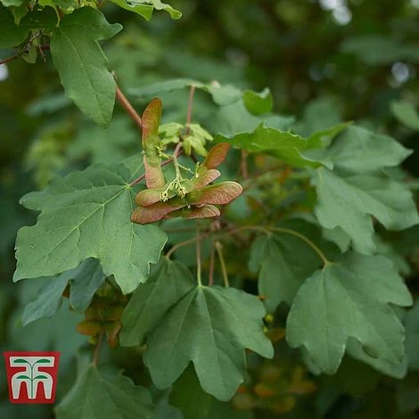 Field Maple (Hedging) - Image 3