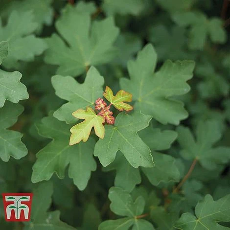 Field Maple (Hedging) - Image 2