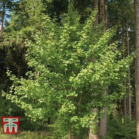 Field Maple (Hedging) - Image 4