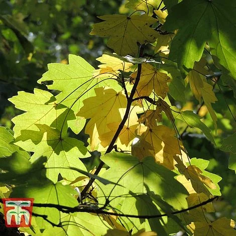 Field Maple (Hedging) - Image 5