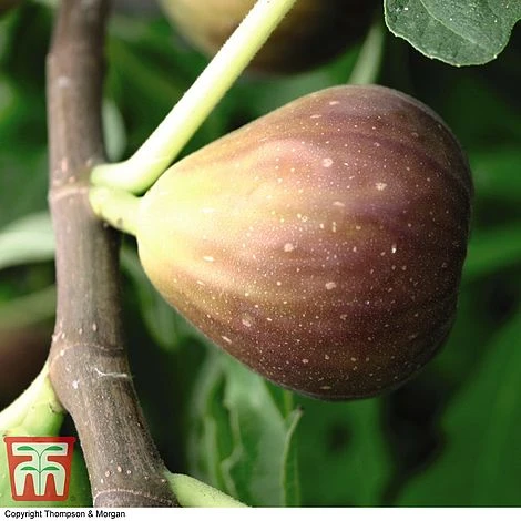 Fig Osborne Prolific - Gift - Image 2