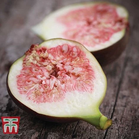 Fig 'Brown Turkey' Standard - Image 2