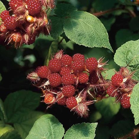 Wineberry - Image 2