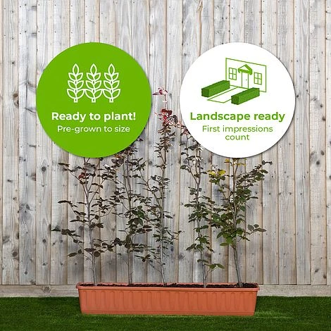 Copper Beech Instant Trough Hedge 1m (pre-grown) - Image 2