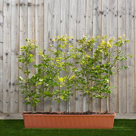 Green Beech Instant Trough Hedge 1m (pre-grown)
