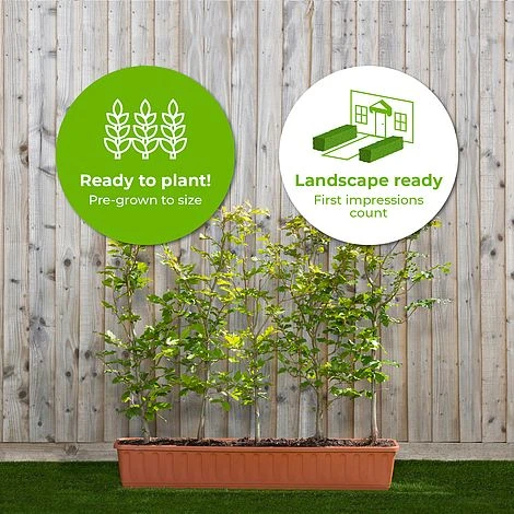 Green Beech Instant Trough Hedge 1m (pre-grown) - Image 2