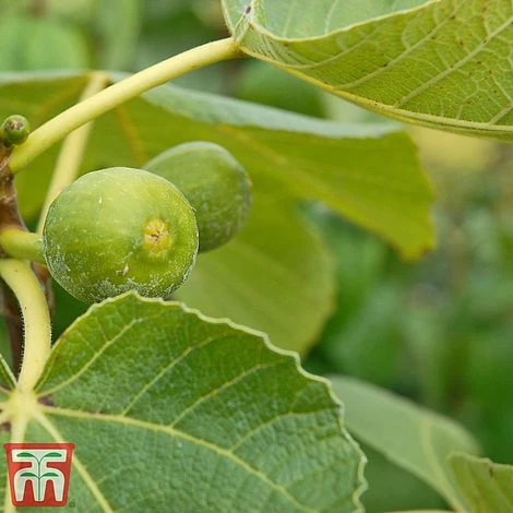 Green Fig - Image 2