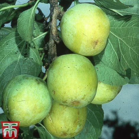 Gage 'Reine Claude D´Oullins' - Image 2