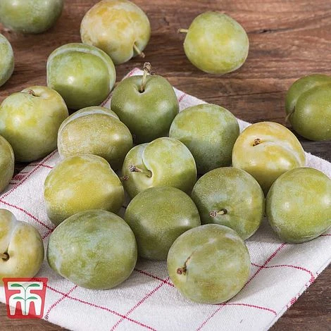 Gage 'Reine Claude D´Oullins' - Image 3