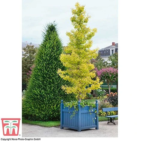 Ginkgo Biloba 'Fastigiata Blagon' - Image 2