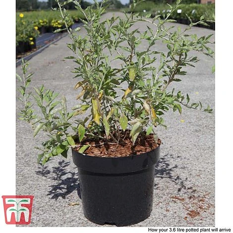 Goji Berry 'Big Lifeberry' - Image 2