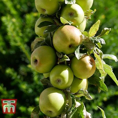 Apple 'Golden Delicious' - Image 2