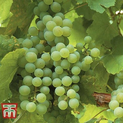 Grape 'Phoenix' - Image 2