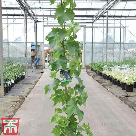 Grape 'Muscat Hamburg' - Image 3