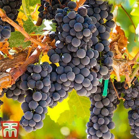 Grape 'Autumn Royal' - Image 2