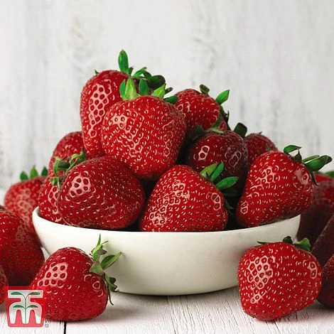 Grow Your Own Bumper Pack - Image 2