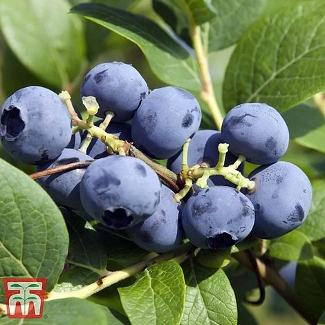 Grow Your Own Bumper Pack - Image 4