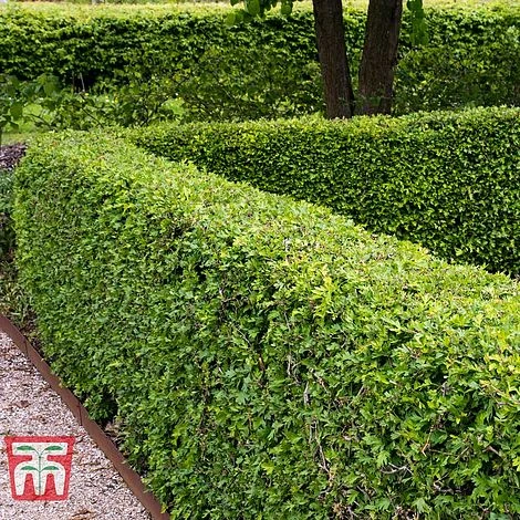 Hawthorn (Hedging)