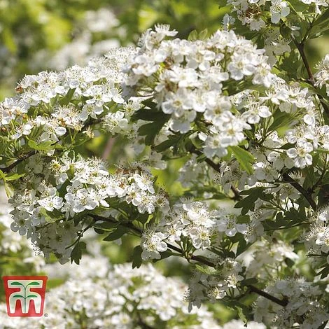 Hawthorn (Hedging) - Image 3