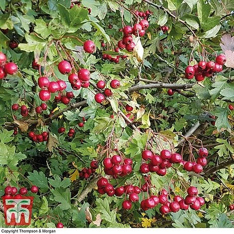 Hawthorn (Hedging) - Image 4