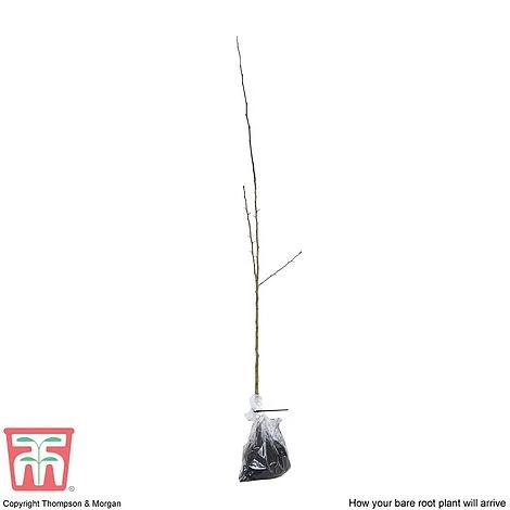 Hawthorn (Hedging) - Image 5