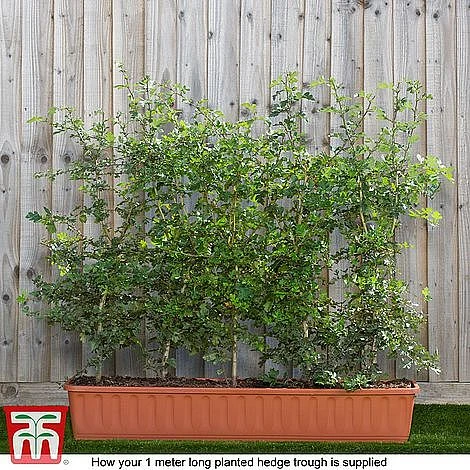 Hawthorn (Hedging) - Image 6