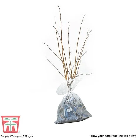 Hazelnut 'Kentish Cob' (Filbert) - Image 2