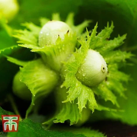Hazelnut 'Kentish Cob' (Filbert) - Image 3